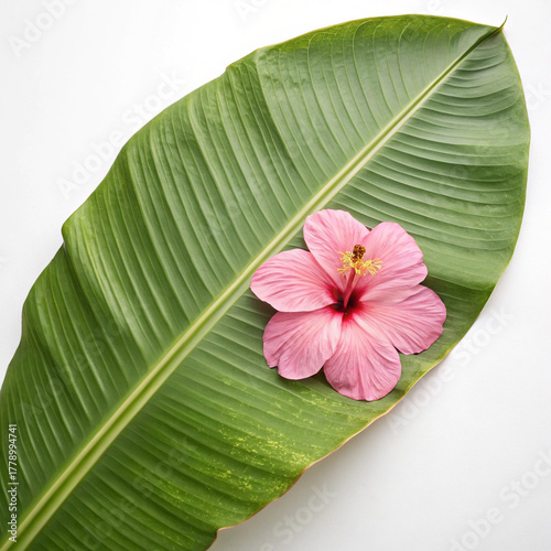 pink hibiscus flower on green banana leaf placed on white surface
