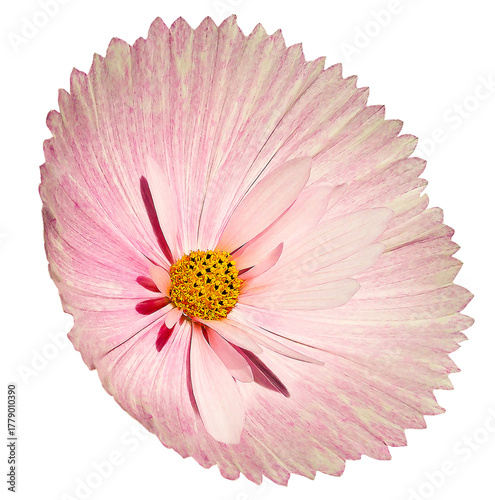 Pink  cosmos  flower  on white isolated background with clipping path. Closeup..  Nature.