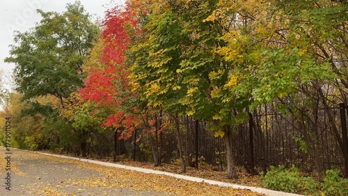 Walk through the beautiful park in fall season. Bright autumn trees with falling yellow leaves in the park. Beautiful sunny autumn day. Fall landscape. 