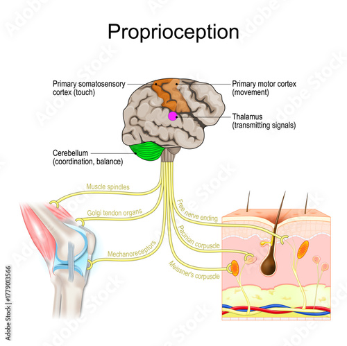 Proprioception. Body position sense.