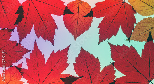 Pattern of dry maple leaves on a colorful background