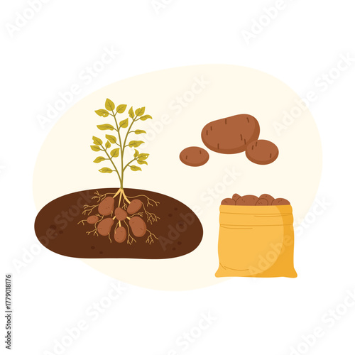 Potato plant lifecycle from soil to harvest shown in isolated agricultural concept vector illustration