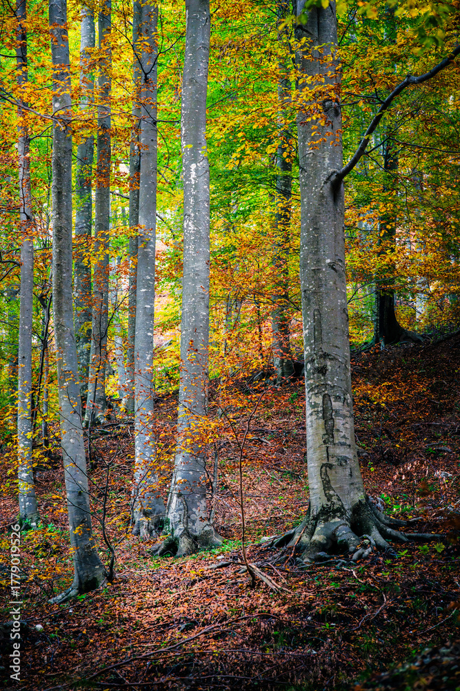 Obraz premium Autumn magic in the Julian Alps. Resia Valley, the woods on the border between Italy and Slovenia.