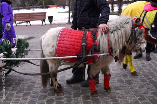 Pony in Festive Red Harness Pulling a Decorative Sleigh