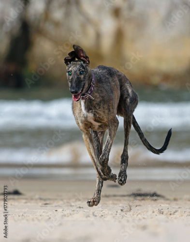 Blind greyhound running happy on the beach. Rescued dog with limited eyesight having fun playing on the sand. Senior but active greyhound enjoying a day by the sea.