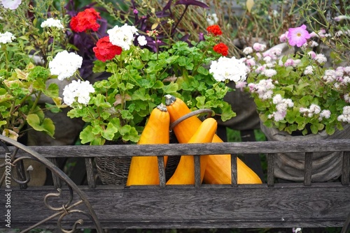 large orange pumpkins in garden garden garden in autumn as a concept of growing vegetables for Thanksgiving and Halloween on your own