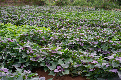 Lush Field of Sweet Potato Plants (Ipomoea Batatas) with Mixed Purple and Green Foliage