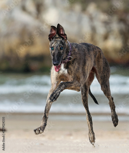 Blind greyhound running happy on the beach. Rescued dog with limited eyesight having fun playing on the sand. Senior but active greyhound enjoying a day by the sea.