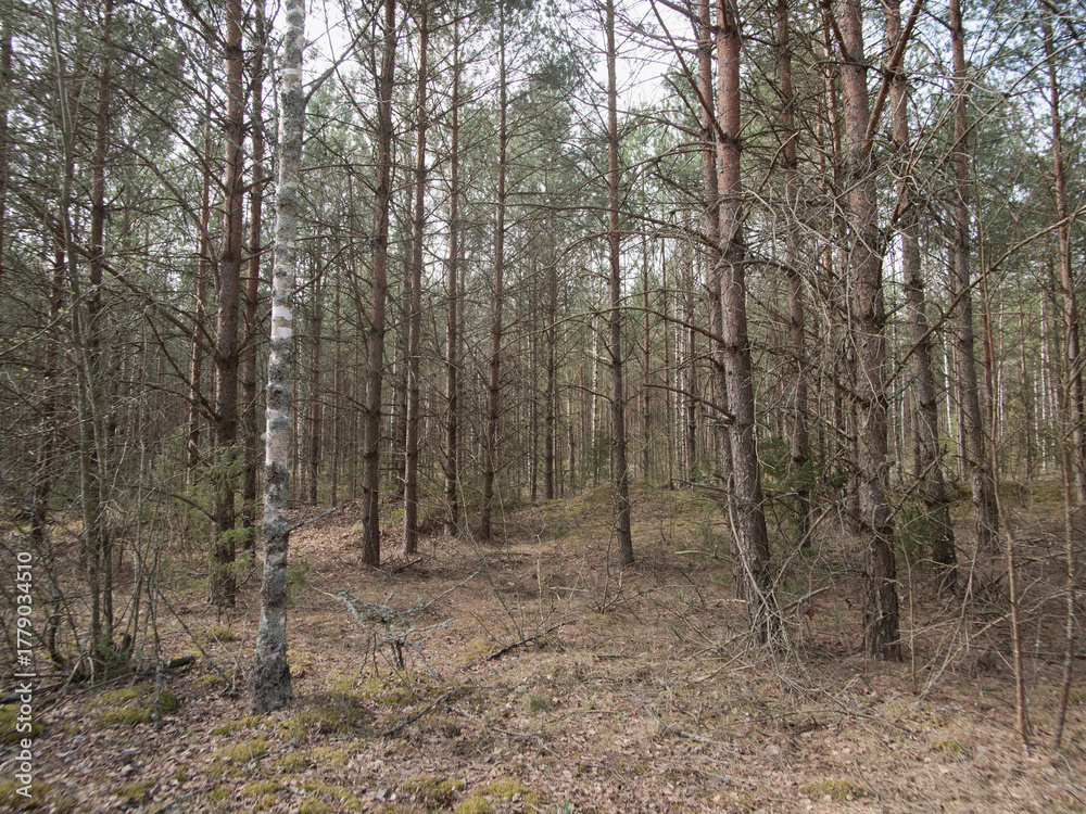 Fototapeta premium peaceful woodland scene, tranquil mixed woodland area with subtle animal pathways and soothing atmospheric lighting