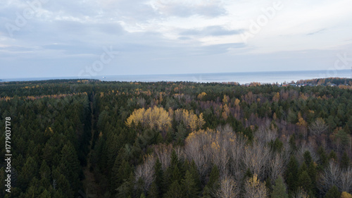 aero view to autumn forest