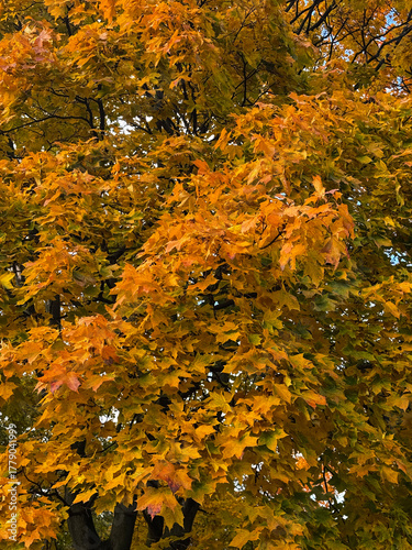 Golden and orange leaves on autumn tree illuminated by daylight.