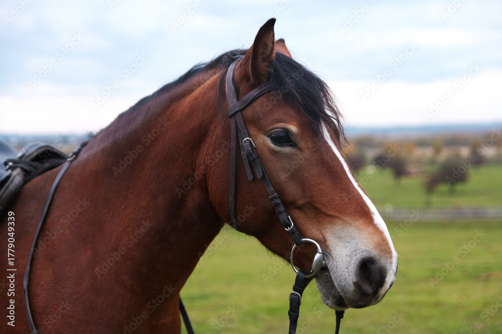 Obraz premium Beautiful brown horse outdoors. Lovely domesticated pet