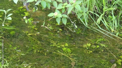in Monsoon time peacefully a green grass. flowing the river and its like a forest Vibe coming in this video. beautiful landscape of river flowing in forest at gir national park. countryside of india