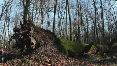 tree in the natural old forest, nature is cool series