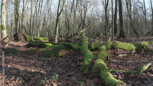 tree in the natural old forest, nature is cool series