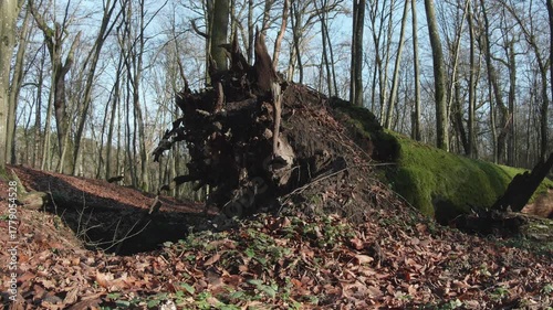 tree in the natural old forest, nature is cool series