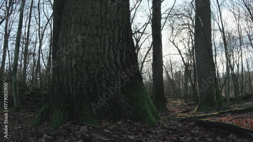 tree in the natural old forest, nature is cool series