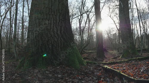 tree in the natural old forest, nature is cool series
