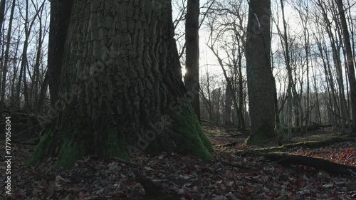 tree in the natural old forest, nature is cool series