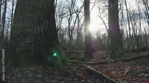 tree in the natural old forest, nature is cool series