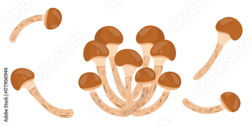 Honey mushroom set. Hand drawn edible mushrooms collection