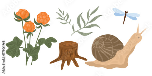 Forest clipart set. Snail, stump,  twig, cloudberry, dragonfly. Hand drawn nature elements 