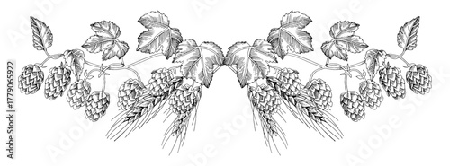 Wheat and hops vignette vector