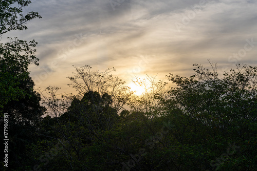 森に差し込む夕日