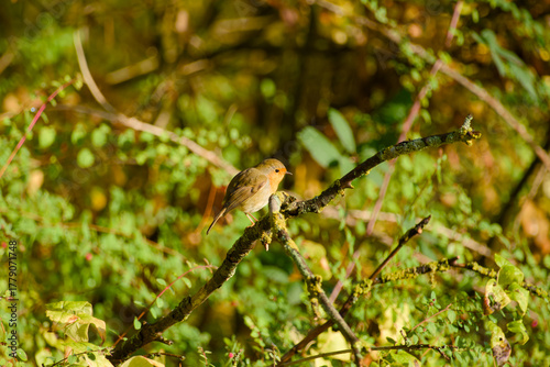 European robin (Erithacus rubecula) perched on a mossy branch surrounded by warm autumn foliage and soft natural light.