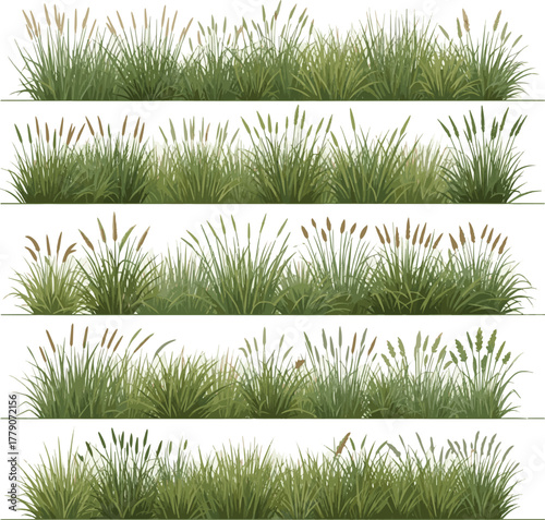 Isolated a kinds of deferent grass line bander, vector in side view painting botanical for section and elevation vector art with white background..