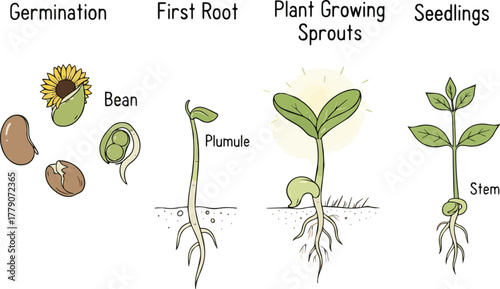 Isolated a kinds of deferent Seed grow process cute illustration, minimal hand drawn style diagram, Germination, First root, plant growing sprouts, seedlings vector art with white background..