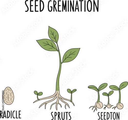 Isolated a Seed grow process cute illustration, minimal hand drawn style diagram, Germination, First root, plant growing sprouts, seedlings vector art with white background..