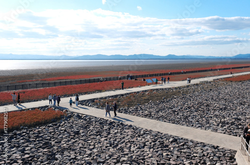 有明海の秋のシチメンソウ