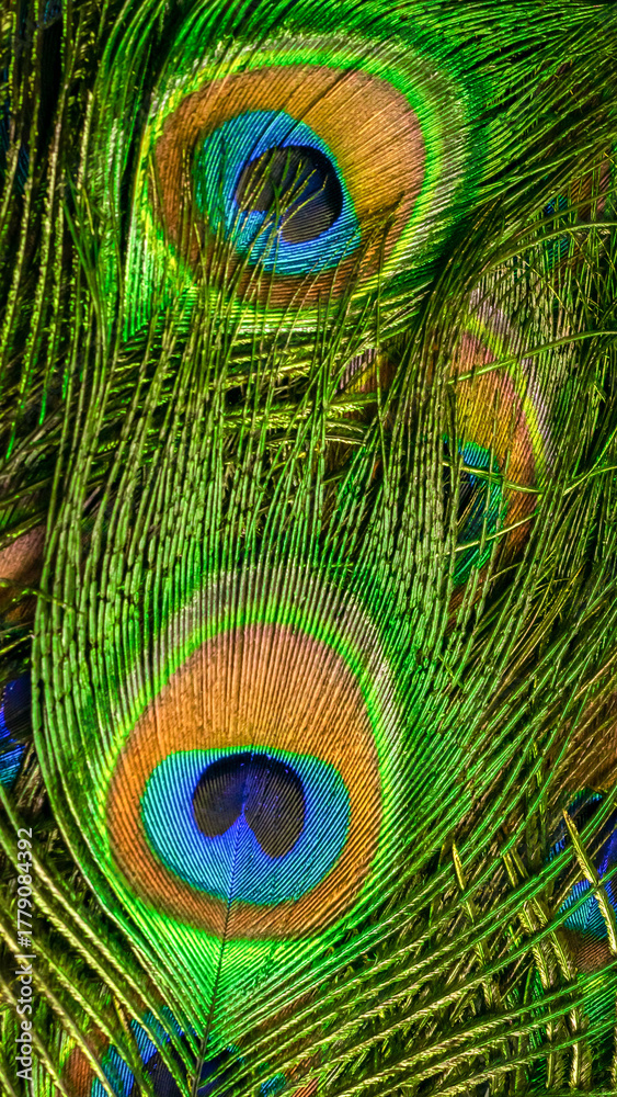 Fototapeta premium colorful feathers of a peacock. background or texture