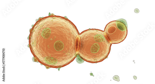Budding yeast cells isolated on transparent background, microscopic view of fungal reproduction process in Saccharomyces cerevisiae PNG