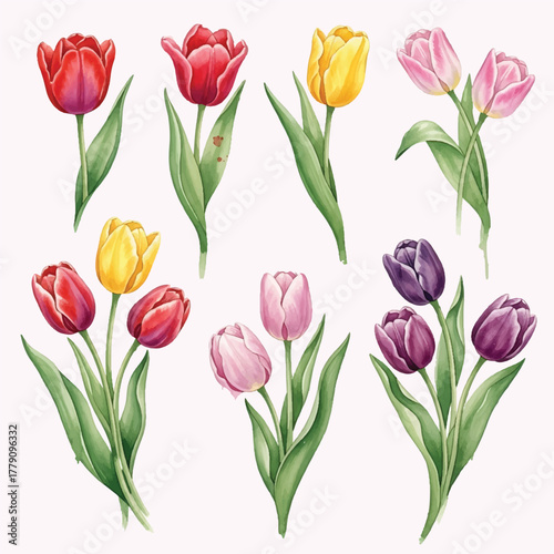Watercolor Set of Colorful Spring Tulip Flowers