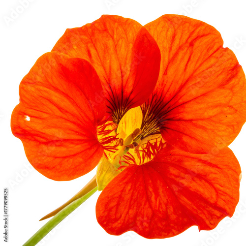 Vibrant orange trumpet-shaped flower with yellow center