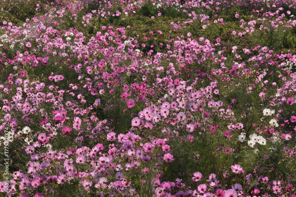 Fototapeta premium 秋の花コスモス