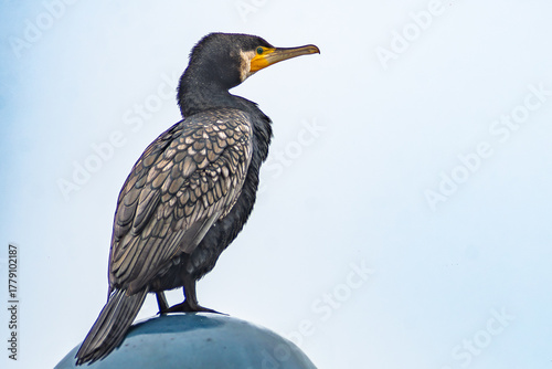 Great cormorant portrait (Cartagena, Spain)
