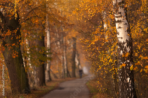 Fototapeta Naklejka Na Ścianę i Meble -  Jesienny poranek w parku, jesienna impresja, eksplozja kolorów.
