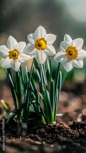 Wallpaper Mural Three white and yellow flowers growing in a patch of dirt, possibly in a garden or yard Torontodigital.ca