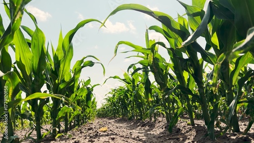 Farming success visual, Early stage corn growth, Landscape of agriculture, Young corn under blue sky, Detailed view of field, Summer crops beginning, Rows stretching endlessly, Green plants growing