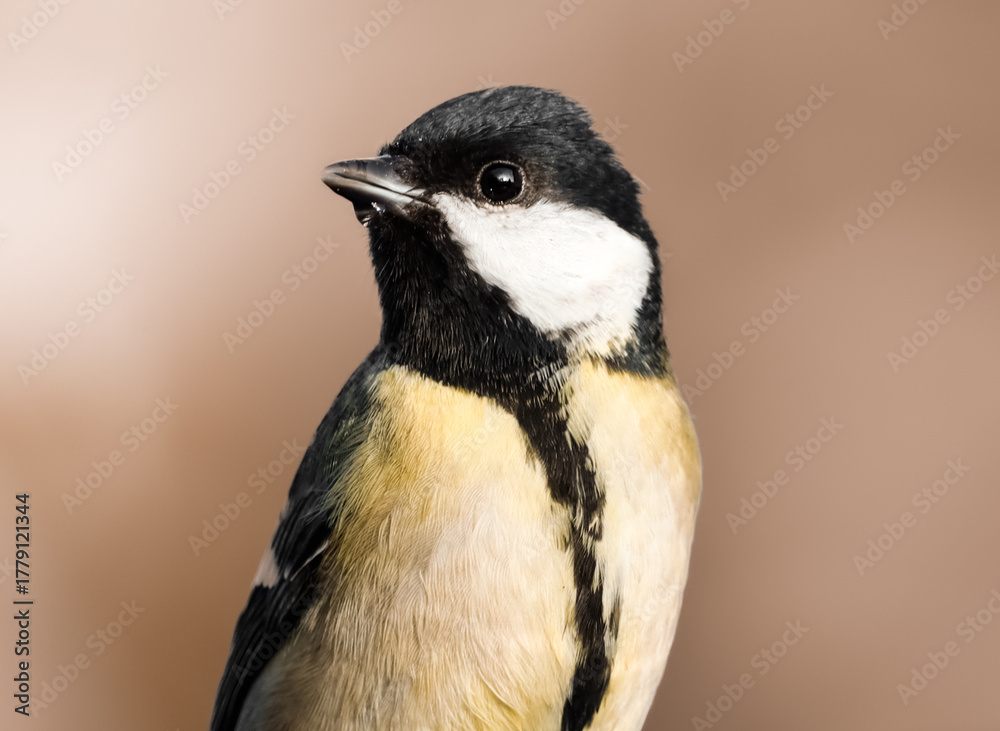 Obraz premium great tit parus major