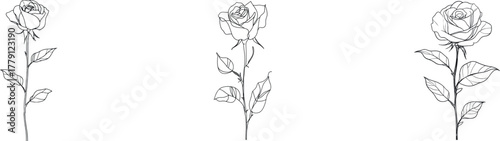 A beautiful rose is illustrated in a modern style through a continuous one-line art drawing, presented as a single sketch isolated on a white background