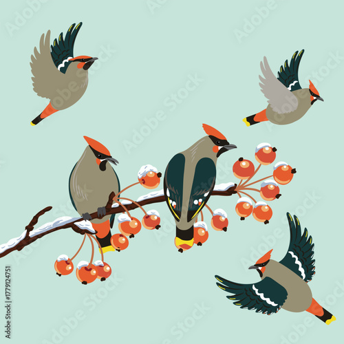 vector drawing bird, bohemian waxwing at wild apple branch with fruits and snow in winter, hand drawn wildlife illustration