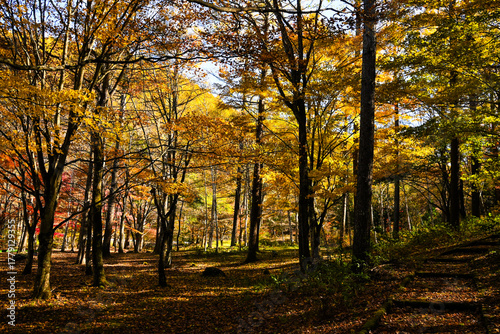 長野県の紅葉した森と光と影が織りなす自然の景色