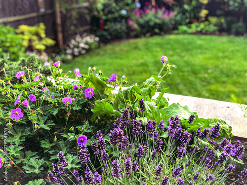 Portrait of lavender flowers and Geranium Rozanne in a garden background