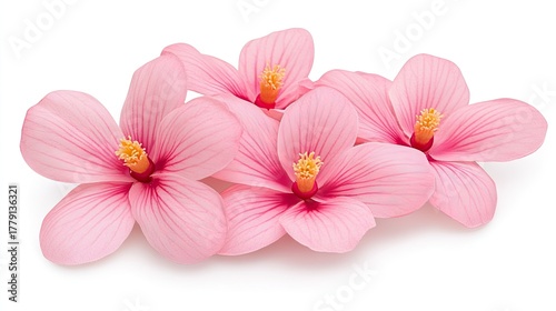 Delicate magnolia flowers in full bloom showcasing intricate details against a pristine white backdrop