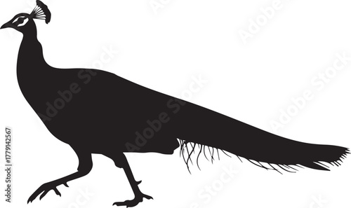 Elegant silhouette of a majestic peacock strutting gracefully with its long tail feathers