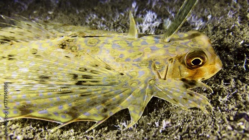Side view close-up of Flying gurnard lying on the seabed at night. The fish has its wing-like fins folded. Its antenna is erect.